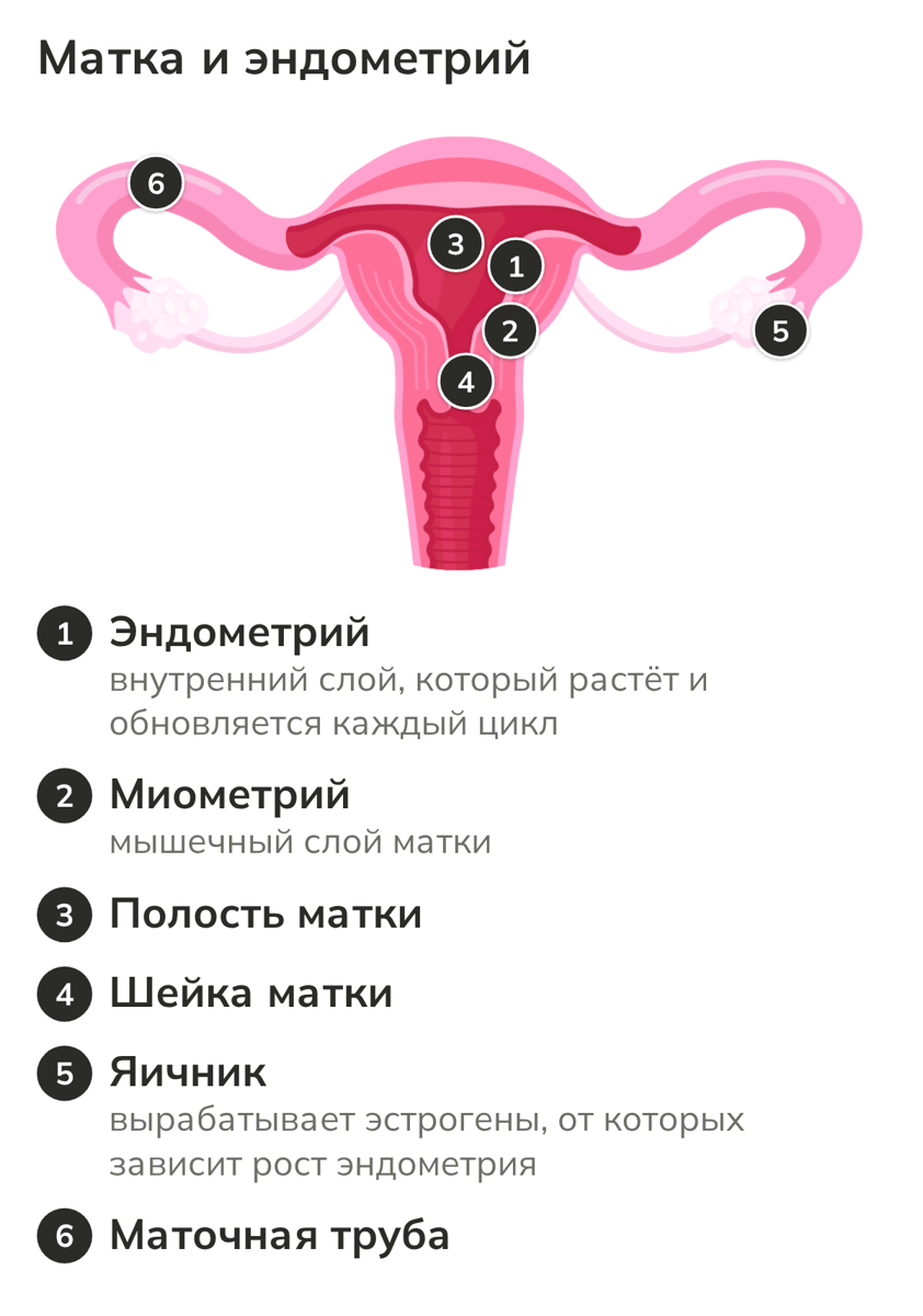 Строение матки: эндометрий, миометрий, полость матки, шейка, яичник и маточная труба